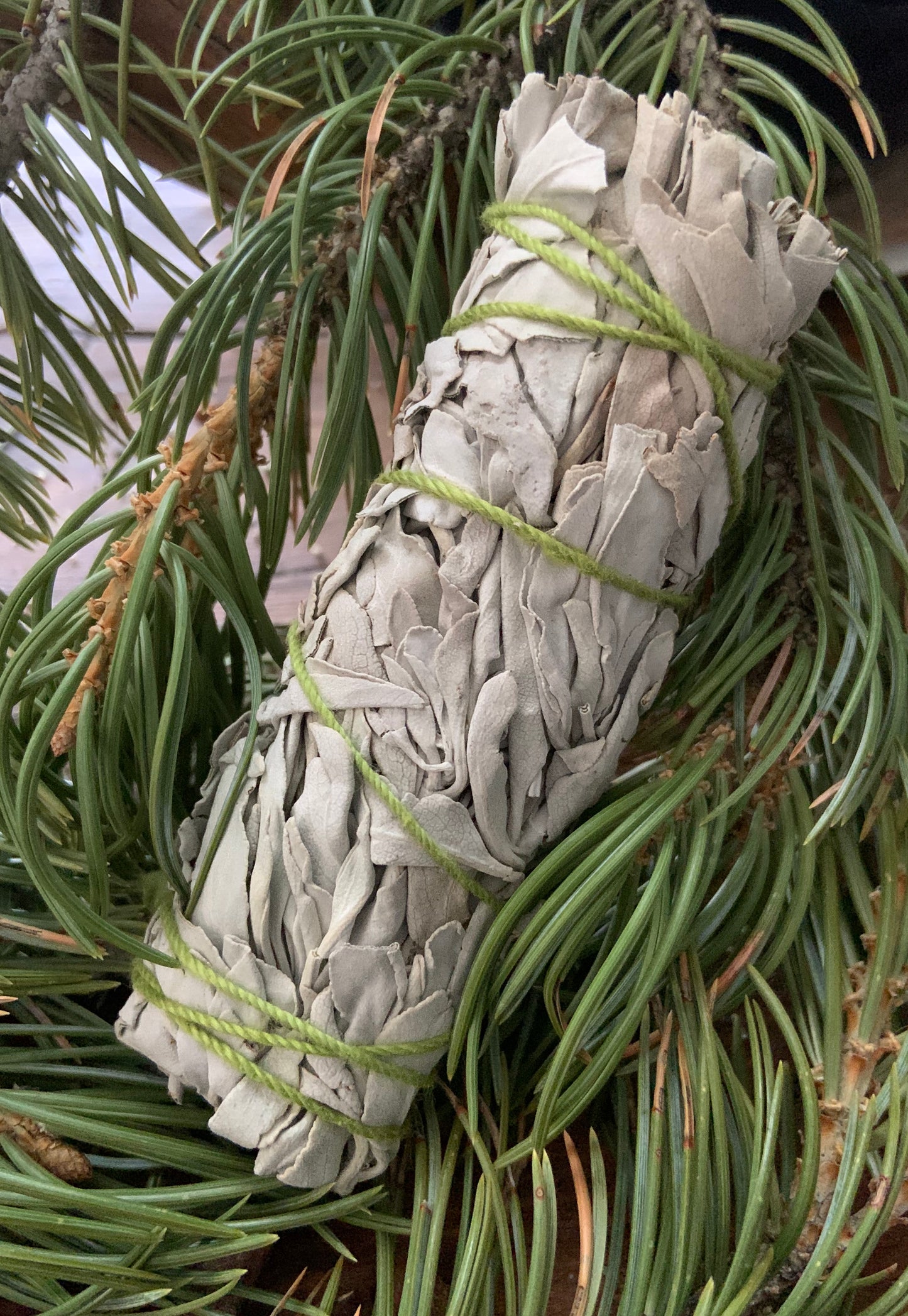 California White Sage
